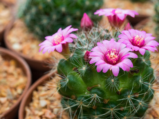Beautiful blooming purple cactus flower