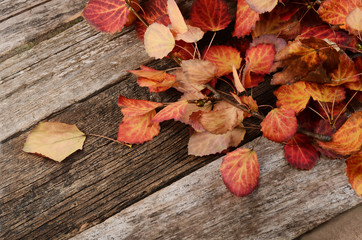 Naklejka na ściany i meble The autumn leaves on wooden background