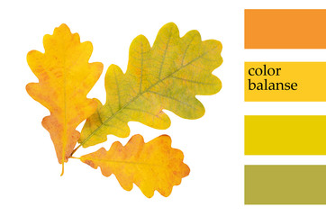 Autumn oak leaves isolated on white