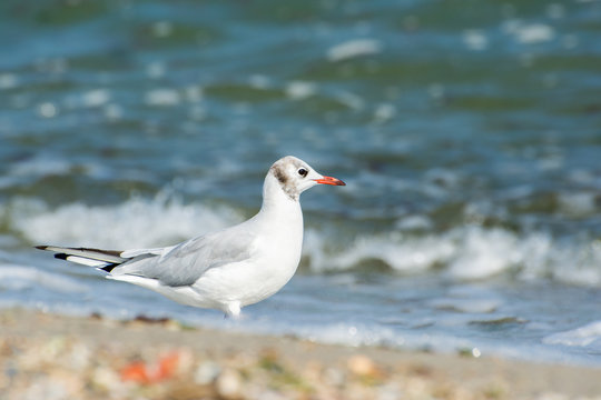 Seagull. On the shore of the sea.