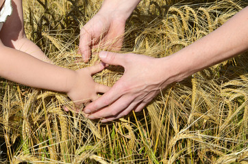 Rye ears in man's hands closeup