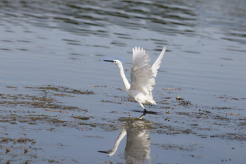 White egret on take-off
