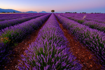 Obraz na płótnie Canvas Tree in lavender field at sunset in Provence, France