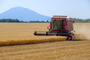 Obraz premium Harvester gathers the wheat crop in a field