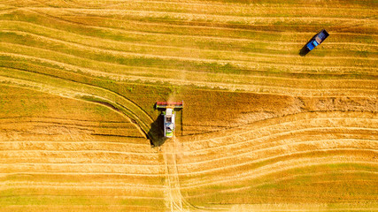 Harvester machine working in field . Combine harvester agriculture machine harvesting golden ripe wheat field. Agriculture. Aerial view. From above.