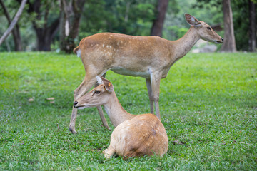 group of antelope deer sitting on the grass