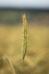 einzelne Gersten&auml;hre mit unscharfen Hintergrund