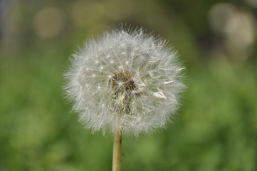 Fototapeta premium Dandelion