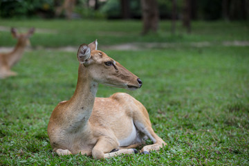 antelope deer sitting on the grass