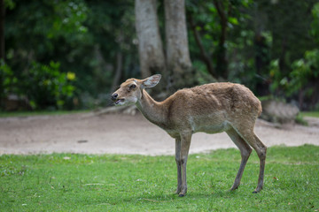 antelope deer eating on the grass