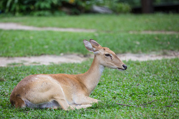 Naklejka na ściany i meble group of antelope deer sitting on the grass
