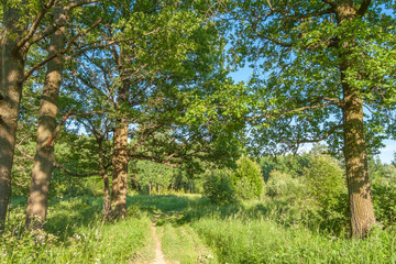 The path through the oak trees, summer landscape
