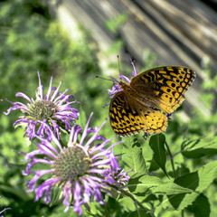 Butterfly in a garden of purple flowers