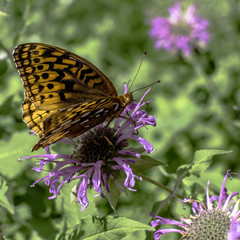 Butterfly on purple flower
