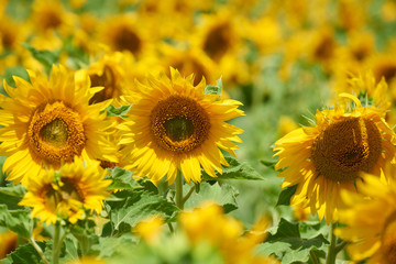 sunflower field, yellow flower closeup, beautiful summer landscape