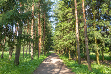 Path through the pine forest, Catherine Park, Tsarskoye Selo, Pushkin