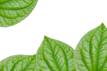 Chaplo Green leaf isolated on white  background,Piper lolot leaf,Concept eco,for background