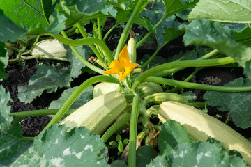 squash growing in the garden