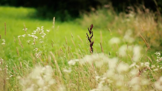 Łąka i trawy na polanie
