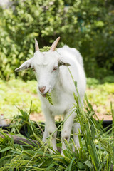 goat sitting on the grass