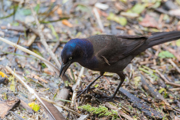 Striking shimmer, young Brewer's Black bird (euphagus cyanocephalus).
