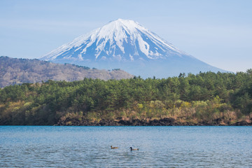 Obraz premium Mount Fuji from lake Saiko with gooses in spring
