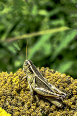 Grasshopper
