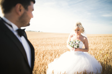 Fototapeta na wymiar Elegant stylish happy blonde bride and gorgeous groom posing in wheat field on the background blue sky