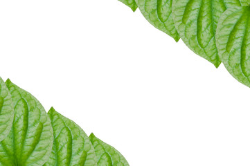 Chaplo Green leaf isolated on white  background,Piper lolot leaf,Concept eco,for background