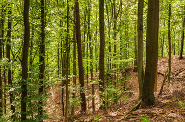 Fototapeta na wymiar Wald Bäume Licht Waldboden