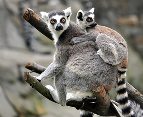 Detailed view of the animal - Lemur
