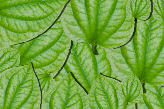 green leaf ,Piper lolot leaf,Concept eco,for background
