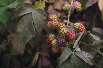 Unripe blackberries growing in a garden