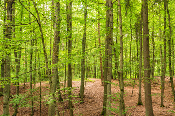 Obraz premium Deciduous Forest