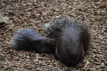 Stachelschwein mit Baby