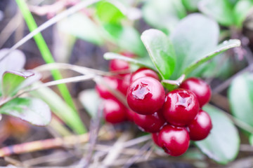 Small shrub with berries ripe cranberries.