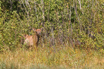Elk Calf Emerging From cover