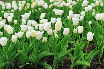 Obraz na płótnie Canvas Tulips in spring field