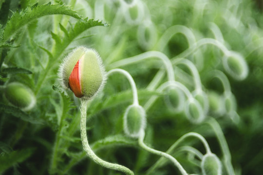 flower bud poppy