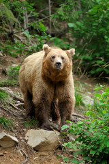 Fototapeta premium Brown bear (Ursus arctos) in nature