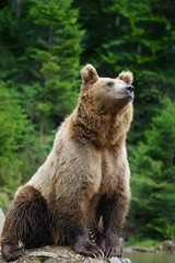 Obraz premium Brown bear (Ursus arctos) in nature