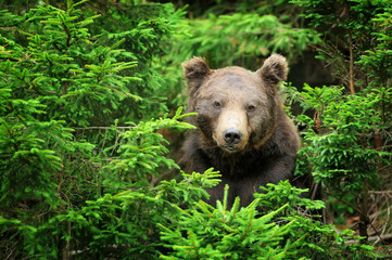 Brown bear (Ursus arctos) in nature