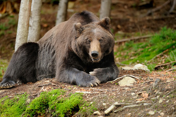 Brown bear (Ursus arctos) in nature