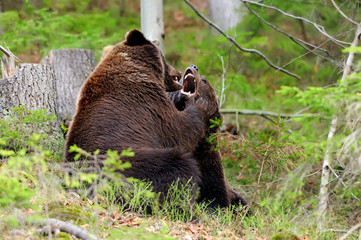 Obraz premium Brown bear