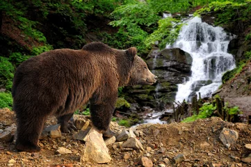 Keuken spatwand met foto Big brown bear standing on a rock near a waterfall © byrdyak