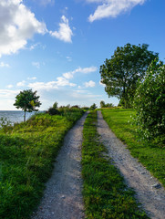 Fototapeta na wymiar Tree and Road, at the Baltic sea