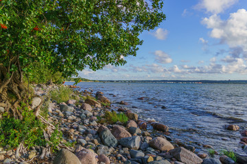 Fototapeta na wymiar Tree at the Baltic sea