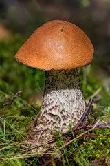 Fungus Leccinum in the wild