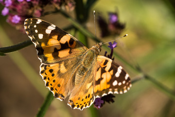 Obraz premium Distelfalter auf einer rosa-violetten Blume mit gelben Blumen im Hintergrund