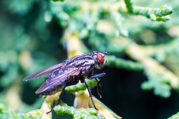 Mosca macro in primo piano su sfondo verde